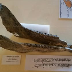 Musée de Paléontologie de Chilhac