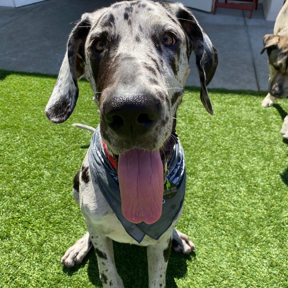 A Bark Idea - Rooster the Great Dane - Pet Training Near Me - Redondo Beach, California A Bark Idea - Rooster the Great Dane - Pet Training Near Me - Redondo Beach, California