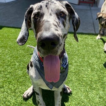 A Bark Idea - Rooster the Great Dane - Pet Training Near Me - Redondo Beach, California A Bark Idea - Rooster the Great Dane - Pet Training Near Me - Redondo Beach, California