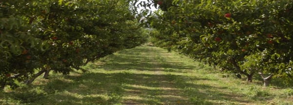 Clark Family Orchards by null