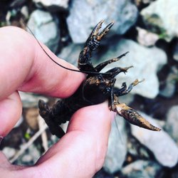 Endor Paddle - Deep River crawdad