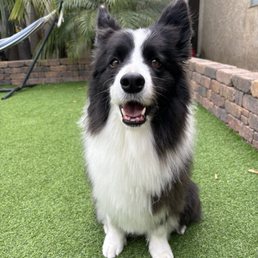 Border collie after a bath, blowout, and trim