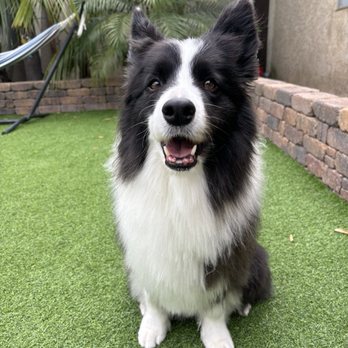 AAA K-9 Mobile Grooming - Border collie after a bath, blowout, and trim - Pet Groomers Near Me