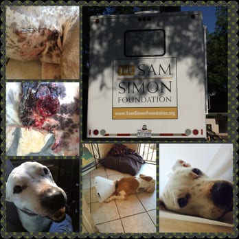 The Sam Simon Foundation - Duke's before and after photo's, Thank you Sam Simon Foundation! - Veterinarians Near Me - Culver City, California The Sam Simon Foundation - Duke's before and after photo's, Thank you Sam Simon Foundation! - Veterinarians Near Me - Culver City, California