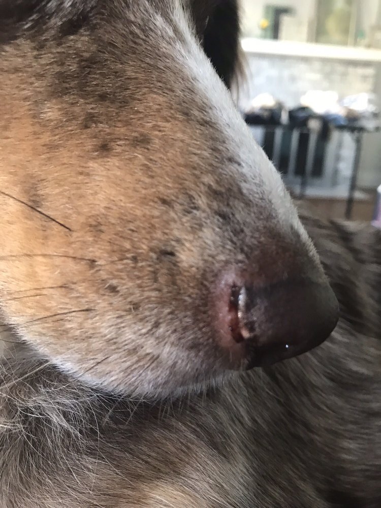 ALL ABOUT PAWS 47 Photos & 25 Reviews 39 Coe Ave, Hillside, New