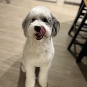As the Fur Flies - Creamington after his last bath and sanitary cut - Pet Groomers Near Me - Austin, Texas As the Fur Flies - Creamington after his last bath and sanitary cut - Pet Groomers Near Me - Austin, Texas