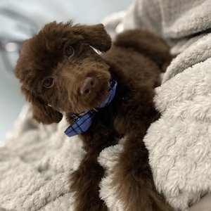 Photo of VIP Pet Grooming Studio - Wantagh, NY, United States