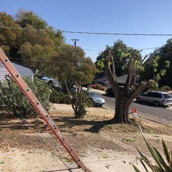 Timberland Tree Care - Tree Services Near Me