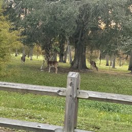 Doe a deer Doe a deer