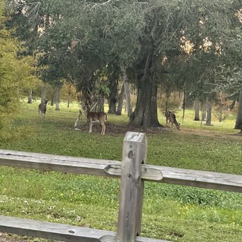 Riverbend Park - Doe a deer - Parks Near Me - Jupiter, Florida