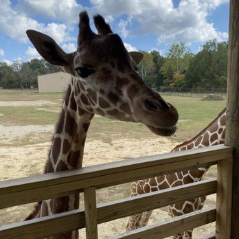 Safari Wild Animal Park - Parks Near Me - Como, Mississippi Safari Wild Animal Park - Parks Near Me - Como, Mississippi