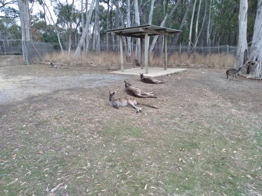 Cleland Wildlife Park by null