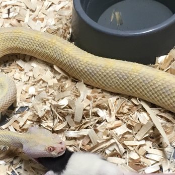 East Bay Vivarium - Xanthic Atrox - Reptile Shops Near Me - Berkeley, California