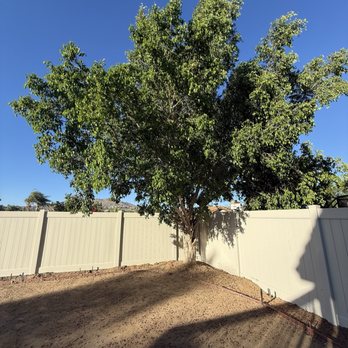 Timber Pros Tree Service - Before - Tree Services Near Me - Fontana , California Timber Pros Tree Service - Before - Tree Services Near Me - Fontana , California