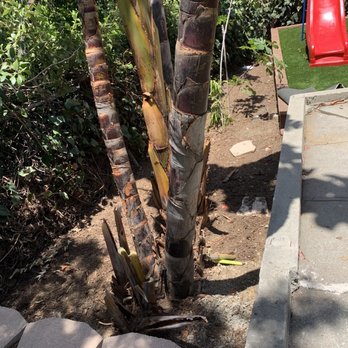 Simple Landscape - Before - Landscaping Near Me - Los Angeles, California