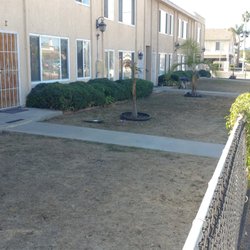 Pacific Point Property Management - Front yard dead palm tree