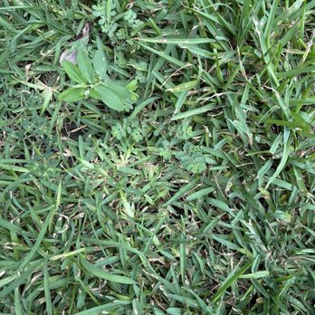 Real Green Pest and Lawn - Weeds - Pest Control Near Me - Austin, Texas