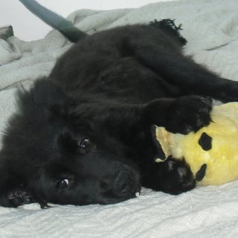 Petletariat Pet Services - Pet Sitting Near Me - Brooklyn, New York Petletariat Pet Services - Pet Sitting Near Me - Brooklyn, New York