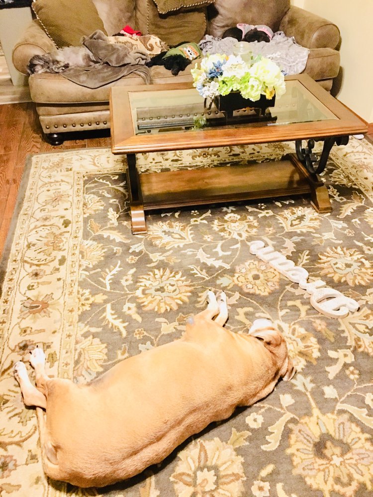 Happy Tails 24/7 Mobile Pet Sitting Services Image