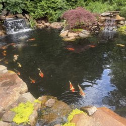 Lynch Lawncare & Landscaping - Koi Pond design and install Athens, Georgia