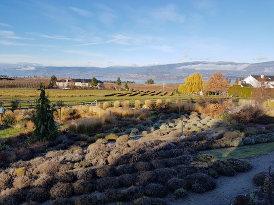 Okanagan Lavender & Herb Farm by null
