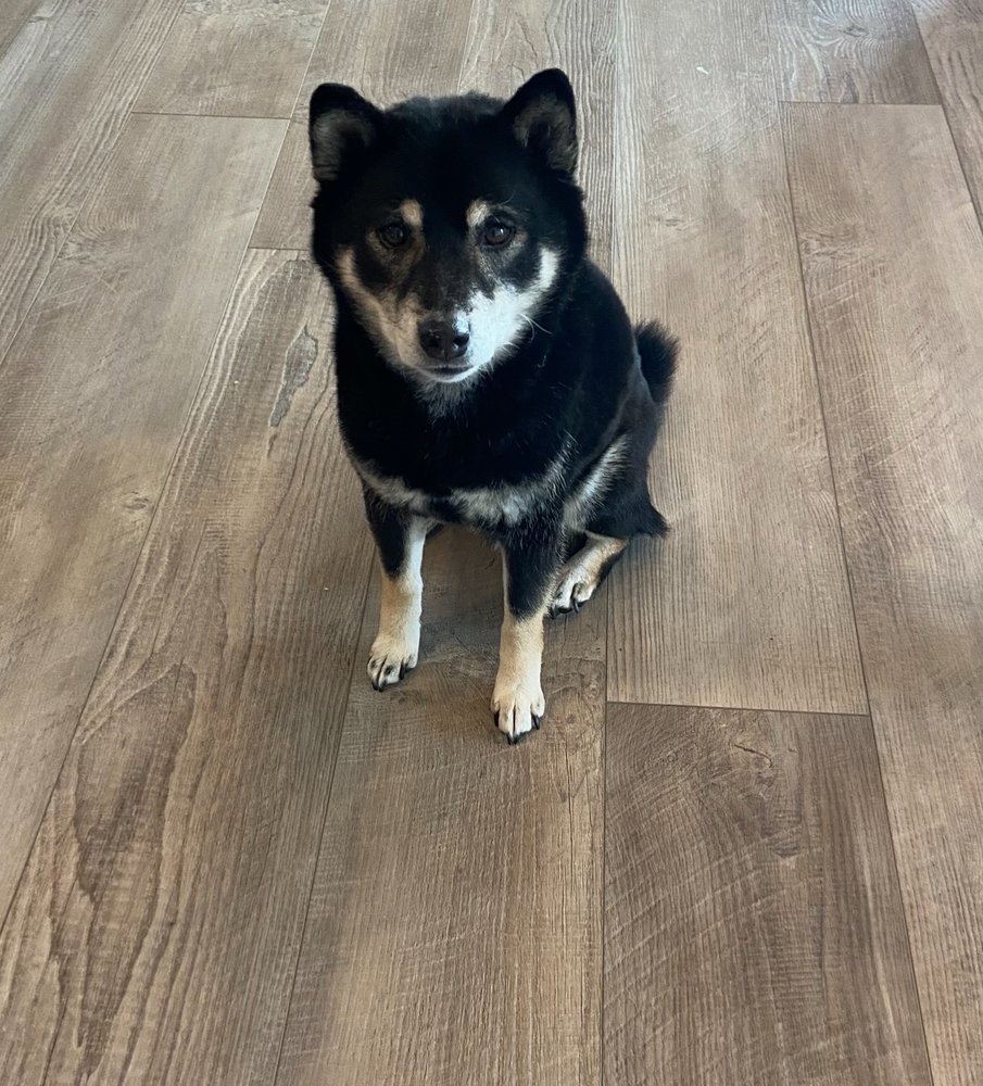 Bridger Animal Nutrition Logo