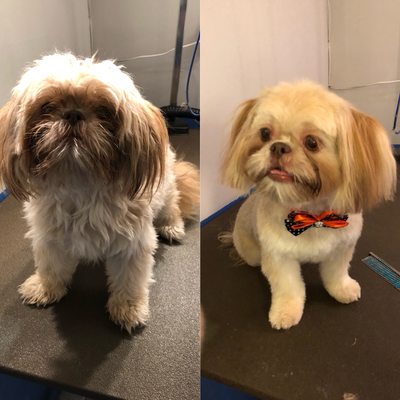 D is for Doggy - Daycare & Grooming by null