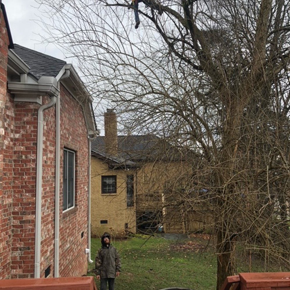 TN Tree Preservation - Jackson is expert in climbing and cutting away and lowering branches - Tree Services Near Me