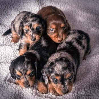 Bianka's Dackels - Pandora's puppies 2018 - Pet Breeders Near Me - Pueblo, Colorado Bianka's Dackels - Pandora's puppies 2018 - Pet Breeders Near Me - Pueblo, Colorado