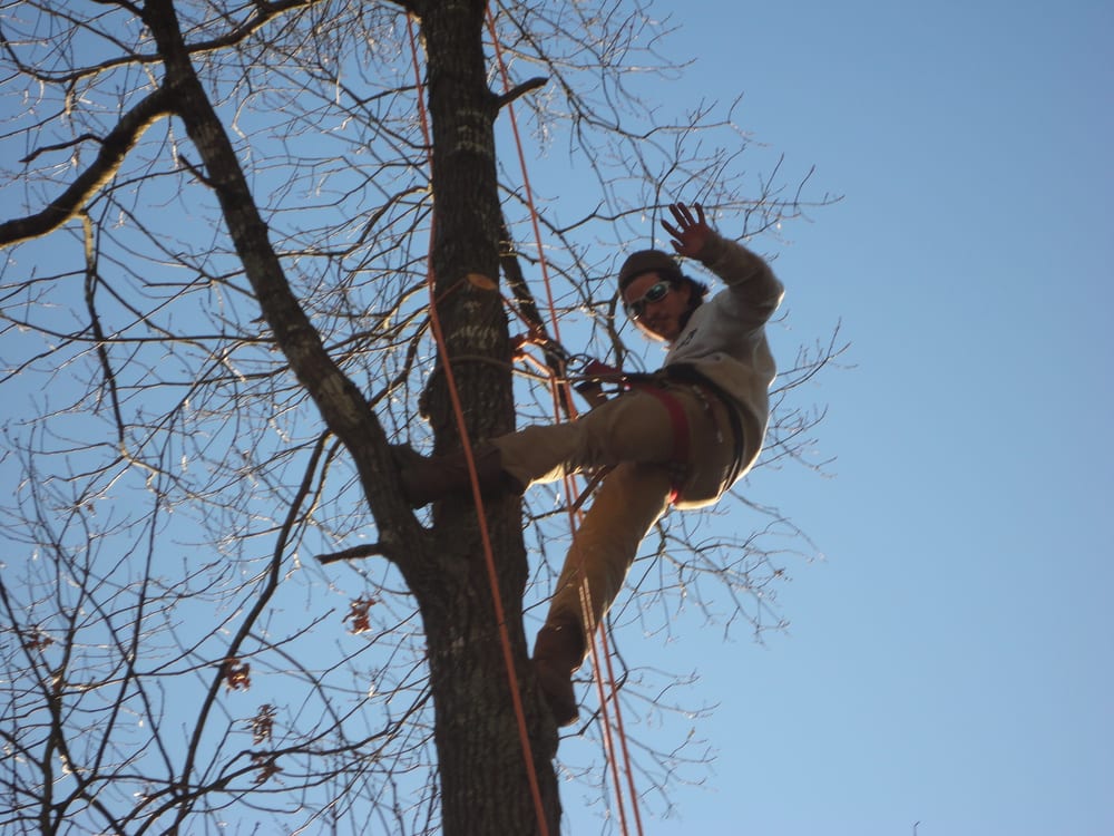 Amigo Tree Service - tree service in Sanford, NC