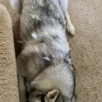 Personal Pet Care - This mark is from a choke collar that Gretchen put on my dog WITHOUT we knew. - Pet Sitting Near Me Personal Pet Care - This mark is from a choke collar that Gretchen put on my dog WITHOUT we knew. - Pet Sitting Near Me