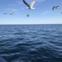 Photo of Lower Cape Marine Services