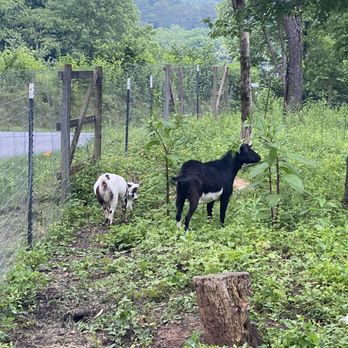 The Crown - Greeting goats! - Cocktail Bars Near Me - Brasstown, North Carolina The Crown - Greeting goats! - Cocktail Bars Near Me - Brasstown, North Carolina