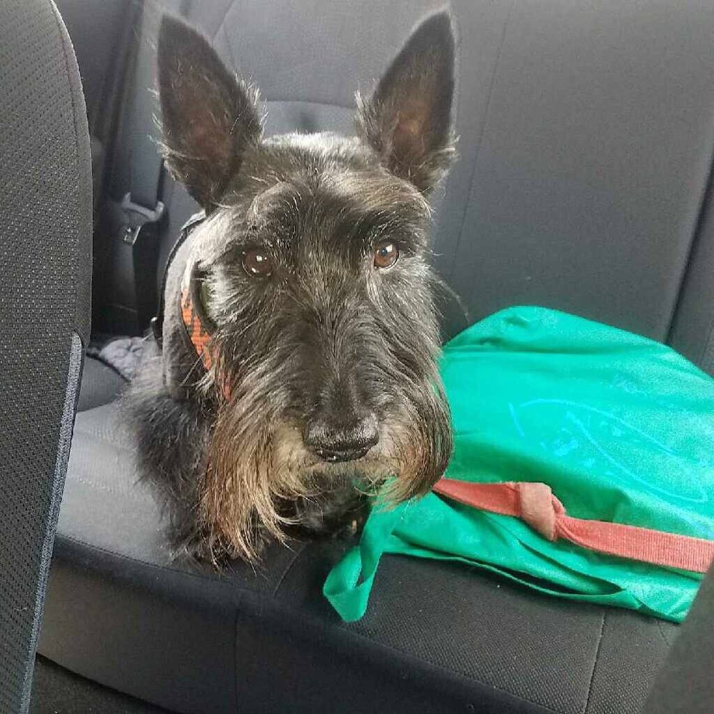 Towne Line Veterinary Group - Nailed that hair cut - Veterinarians Near Me - Hauppauge, New York Towne Line Veterinary Group - Nailed that hair cut - Veterinarians Near Me - Hauppauge, New York
