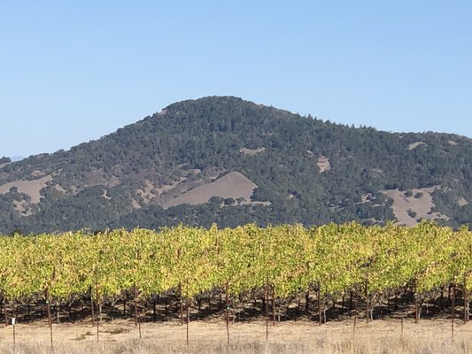 North Sonoma Mountain Regional Park by null