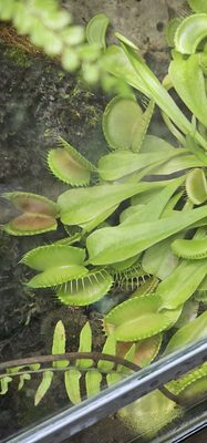 Anna Scripps Whitcomb Conservatory by null