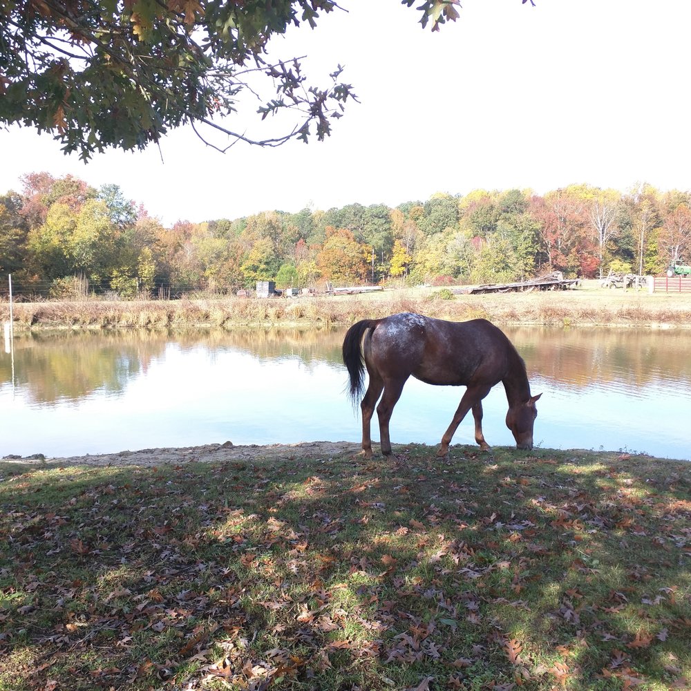 C&C Farm - Horseback Riding Near Me - Louisburg, North Carolina