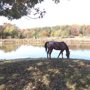 C&C Farm - Horseback Riding Near Me - Louisburg, North Carolina