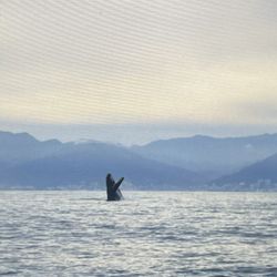Wildlife Connection