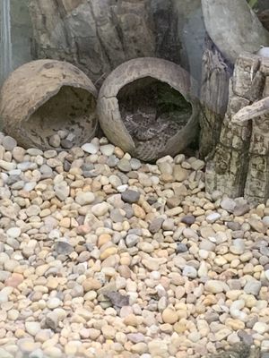 Croco Cun Zoo by null