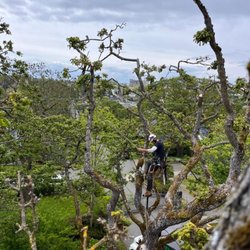 Evergreen Tree Service
