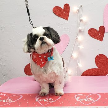 divine dog grooming salon