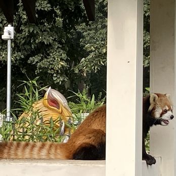 Franklin Park Zoo - Red panda - Zoos Near Me - Boston, Massachusetts Franklin Park Zoo - Red panda - Zoos Near Me - Boston, Massachusetts