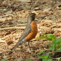 Church Creek Park - Red robin 2 spotted, Wednesday 24 May 2023.
