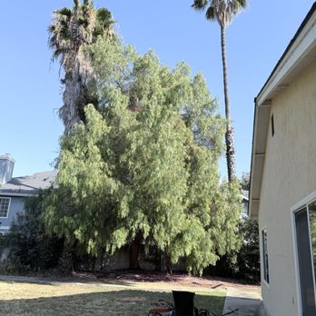 Misael’s Tree Service - Before - Tree Services Near Me Misael’s Tree Service - Before - Tree Services Near Me