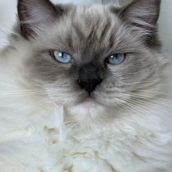 Dixie Ragdolls - hanging out in the sink getting a bit messy also likes to roll her balls and other small toys in the bathtub
