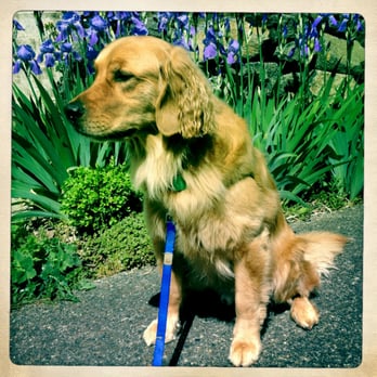 Djog - Seattle Dog Runners - Handsome fellah, Ollie, enjoys midday Djogs three times a week! - Dog Walkers Near Me - Seattle, Washington Djog - Seattle Dog Runners - Handsome fellah, Ollie, enjoys midday Djogs three times a week! - Dog Walkers Near Me - Seattle, Washington