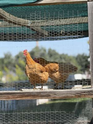 Chatfield State Park Campground by null