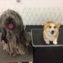 Photo of Sirius Fun Dog Training