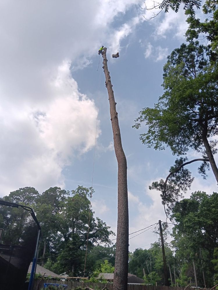 OSORIO TREE SERVICE - Updated September 2025 - 15 Photos - Houston ...